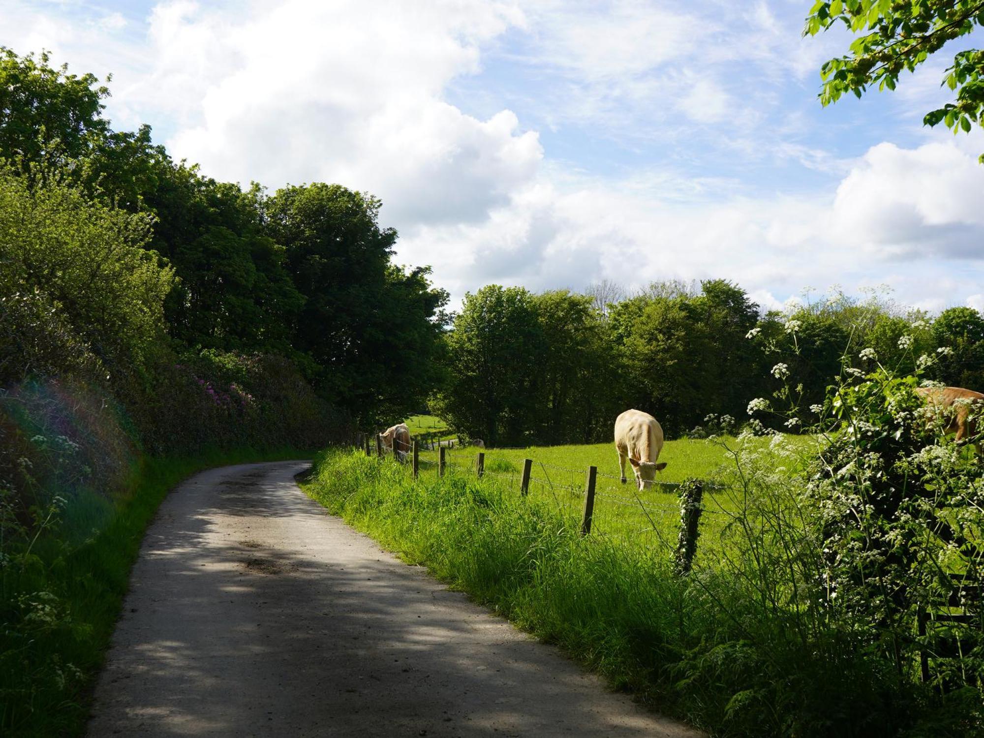 Roe Deer Lodge Newton Stewart Bagian luar foto